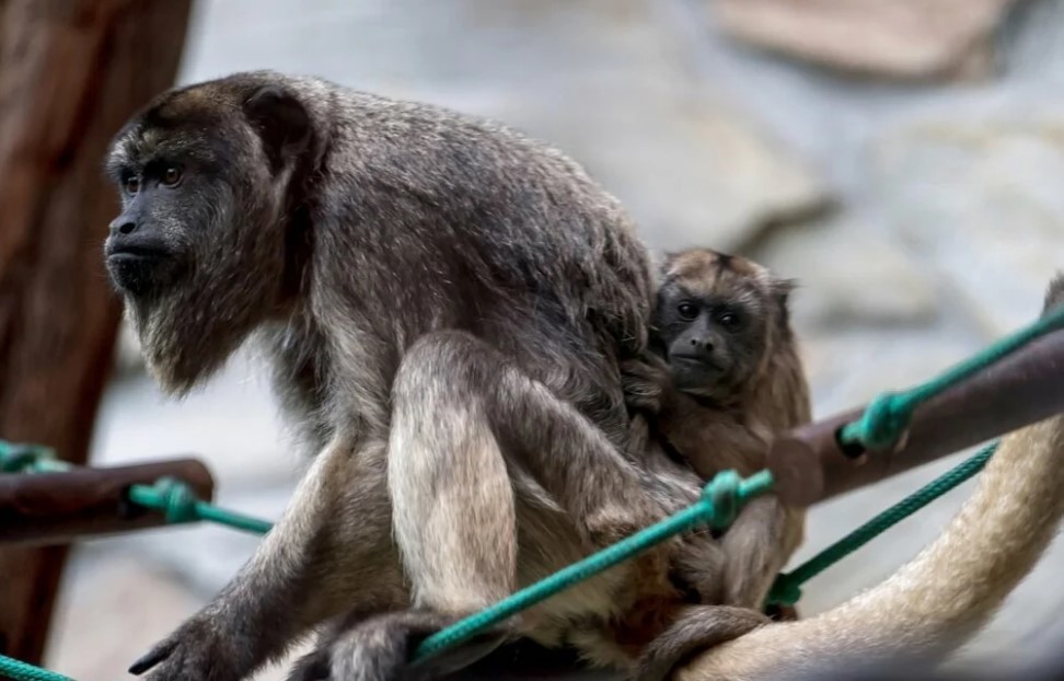 Στο Μεξικό πίθηκοι «αλουάτα» πέφτουν νεκροί από τα δέντρα εξαιτίας του καύσωνα