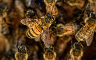 Σμήνος μελισσών επιτέθηκε σε επιβάτες ΙΧ στη Μυτιλήνη. Πληροφορίες για άτομο χωρίς τις αισθήσεις του