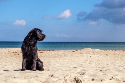 Αυτοί είναι οι 5 μεγάλοι κίνδυνοι για τον σκύλο σας στην παραλία. Τι πρέπει να προσέξετε