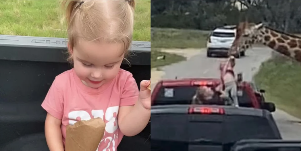 Η στιγμή που καμηλοπάρδαλη αρπάζει 2χρονο κοριτσάκι με φαγητό στα χέρια από το αμάξι των γονιών του στο Τέξας (βίντεο)