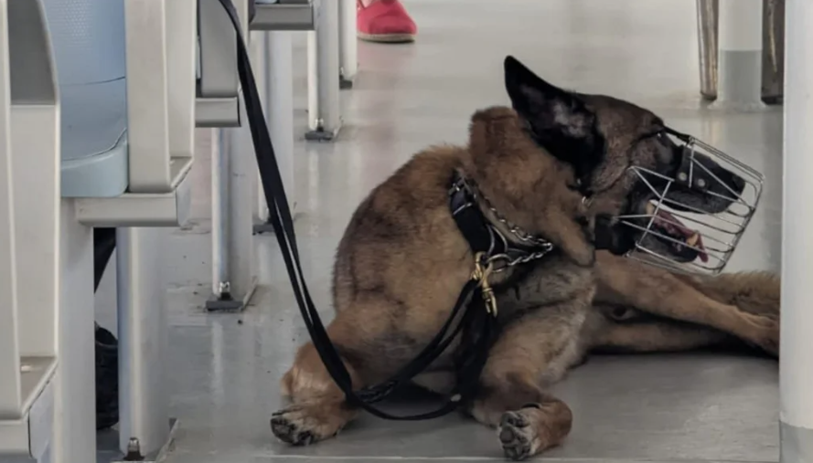 Σκαρ. Η ειδικά εκπαιδευμένη σκυλίτσα που συμμετέχει στις έρευνες για τον εντοπισμό του δημοσιογράφου του BBC στη Σύμη