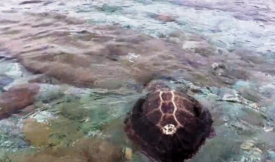 Θαλάσσια χελώνα δάγκωσε λουόμενη στο Λιμένι. Τρεις άνδρες έσπευσαν και την απελευθέρωσαν από το στόμα της