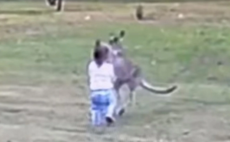 Καγκουρό επιτέθηκε σε 2χρονο παιδί στην Αυστραλία. Το έσωσε ο πατέρας του (βίντεο)