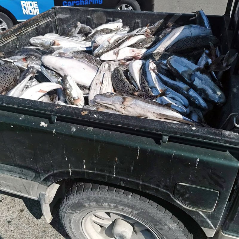 Κύπρος. Ξεκίνησε το επιδοτούμενο ψάρεμα για τους λαγοκέφαλους. Χίλια κιλά η πρώτη “ψαριά” για αποτέφρωση