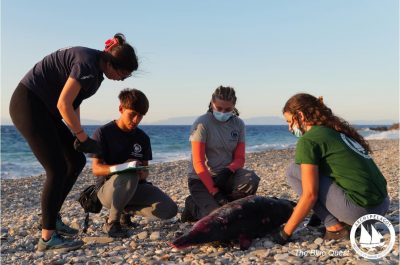 Θανάτωση δελφινιού στις ΒΔ ακτές της Σάμου.«Το άφησαν να πεθάνει από αιμορραγία»