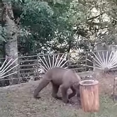 Αρκούδα έκανε βόλτες σε αυλή σπιτιού στα Γρεβενά ( Βίντεο )