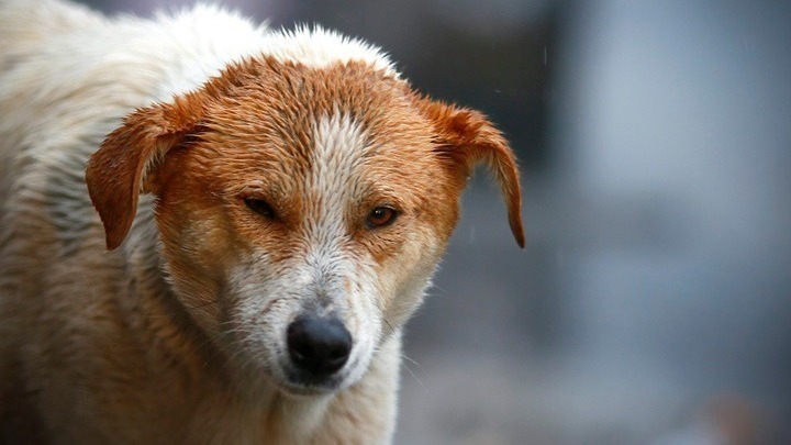 Σφοδρές αντιδράσεις στην Τουρκία για το νέο νομοσχέδιο που αφορά τη θανάτωση αδέσποτων σκύλων