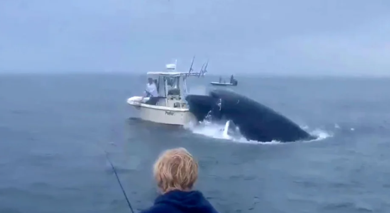 Φάλαινα στις ΗΠΑ έπεσε σε βάρκα και εκτόξευσε στον αέρα τους ψαράδες (βίντεο)