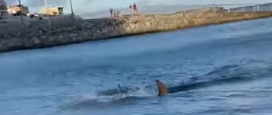 Σοκάρει το βίντεο με καρχαρίας που ορμά στους λουόμενους στα Κανάρια Νησιά