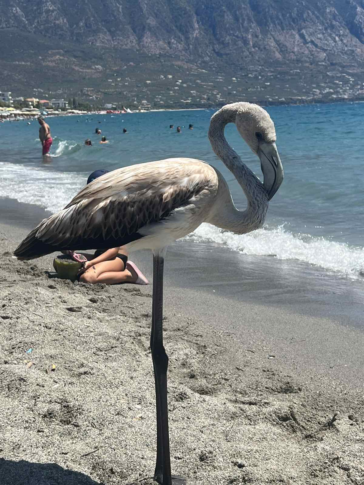 Γιατί εμφανίστηκαν φλαμίνγκο σε ελληνικές παραλίες. Τι να προσέχουν οι λουόμενοι