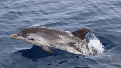 Μοναχικό δελφίνι που αναζητά σύντροφο κατηγορείται για επιθέσεις κατά λουόμενων