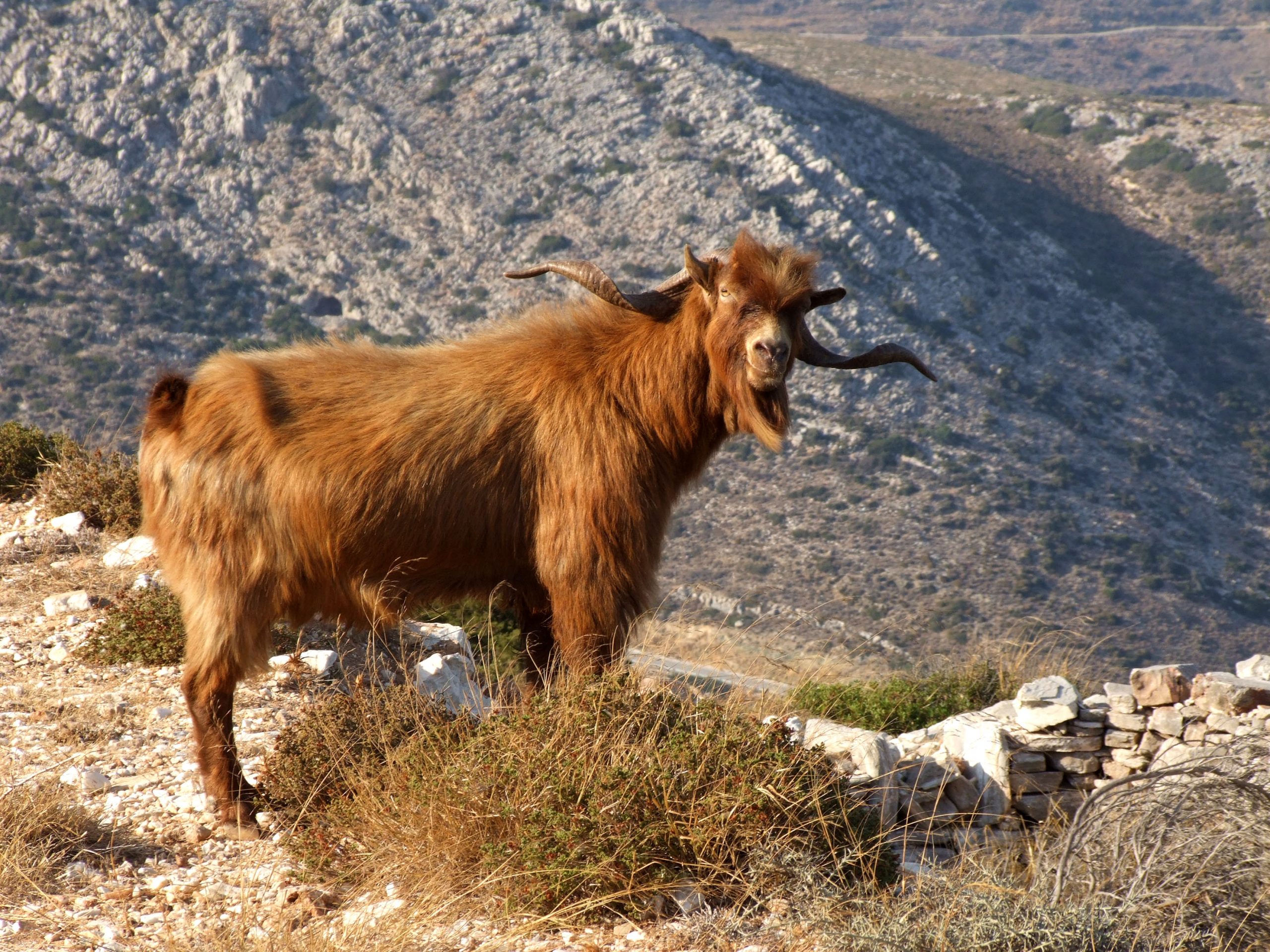 Η βεντέτα που ξεκίνησε για έναν τράγο και διήρκησε 50 χρόνια. Η τελευταία δολοφονία έγινε το 2012 και έληξε