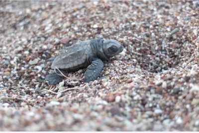 Η Caretta caretta δεν κινδυνεύει πλέον με εξαφάνιση. Ρεκόρ 30ετίας καταγράφεται στον αριθμό φωλιών φέτος στη Ζάκυνθο