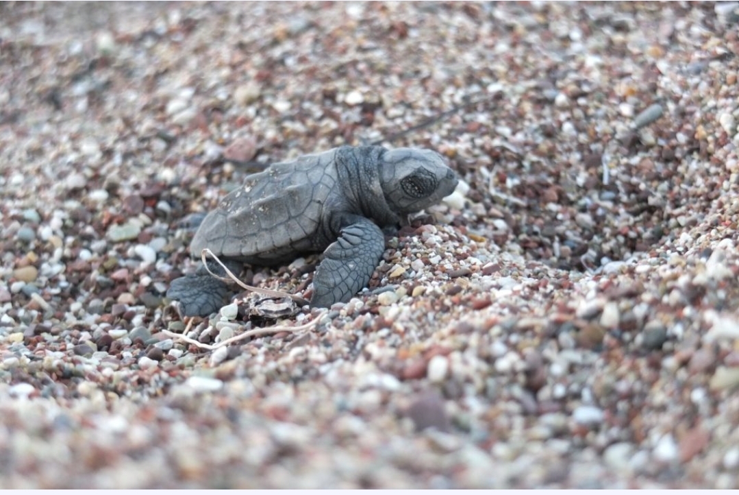 Η Caretta caretta δεν κινδυνεύει πλέον με εξαφάνιση. Ρεκόρ 30ετίας καταγράφεται στον αριθμό φωλιών φέτος στη Ζάκυνθο