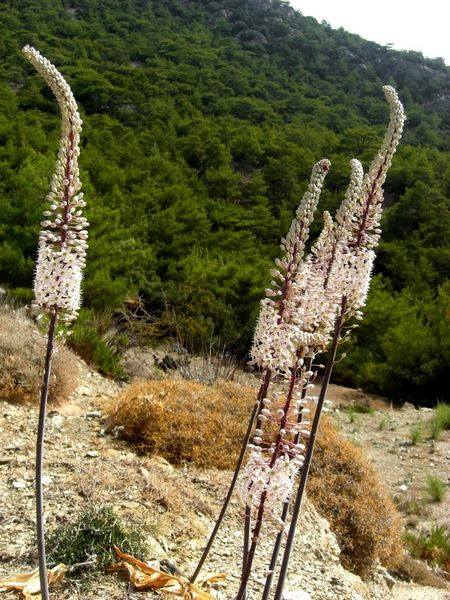 Ασκελετούρα. Το αγριοκρέμμυδο που όταν ανθίζει “δείχνει” τον καιρό του χειμώνα. Ο μύθος με την Γοργόνα και το αθάνατο νερό