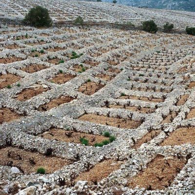 Οι διάσημοι πέτρινοι αμπελώνες της Δαλματίας που έγιναν με τα χέρια. Πως ξεβράχωσαν μια ολόκληρη περιοχή για λίγο χώμα