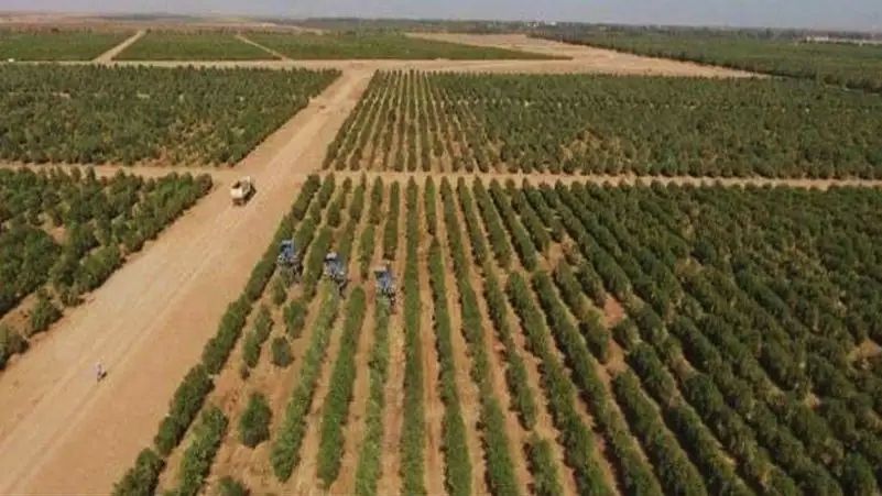 Πως οι  Σαουδάραβες δημιούργησαν τον μεγαλύτερο ελαιώνα στον κόσμο. Φύτεψαν 20.000.000 ελιές και κατέχουν το ρεκόρ Γκίνες