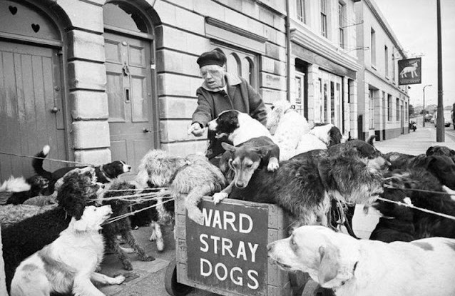 katherine_ward_stray_dogs