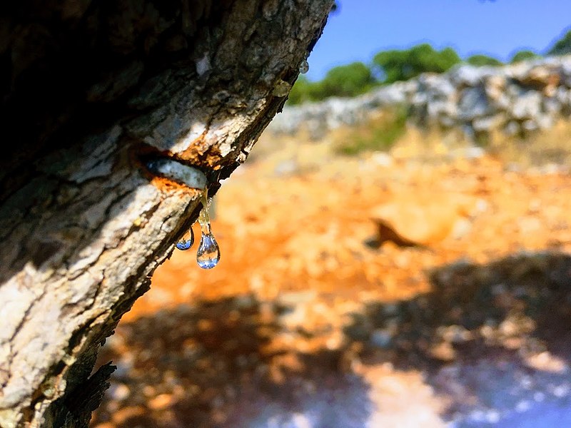 Κάθε δέντρο μαστίχας παράγει μόνο 60 έως 250 γραμμάρια ετησίως και ευδοκιμεί μόνο στη νότια Χίο. Ο θρύλος με τον Αγ. Ισίδωρο